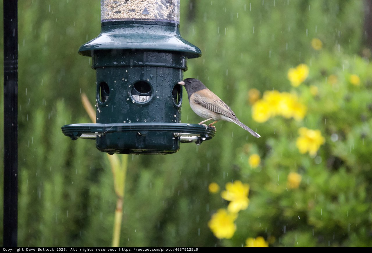 Junco Feeding at Bird Feeder in Spring Rain
