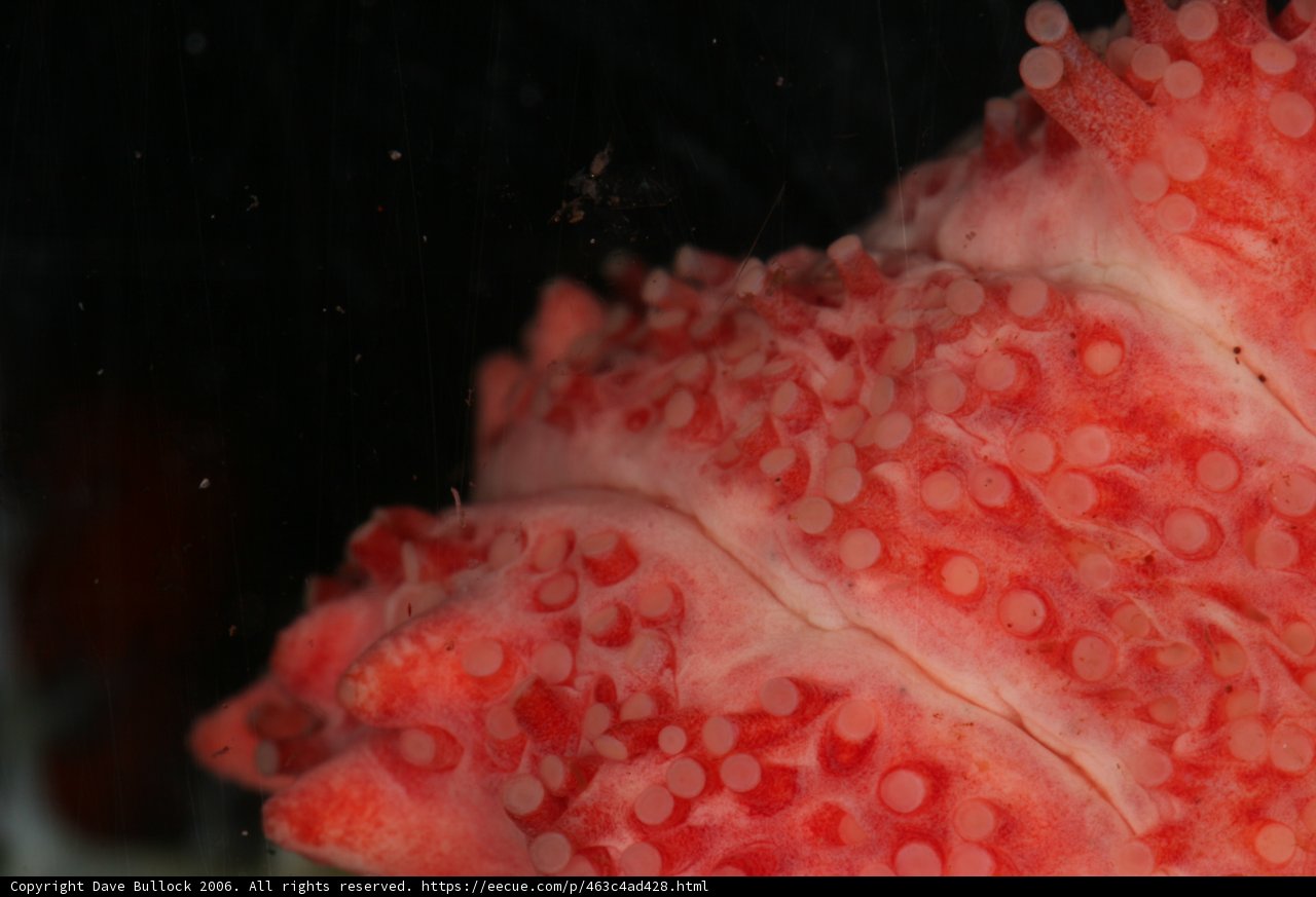 A Red Sea Anemone Up Close