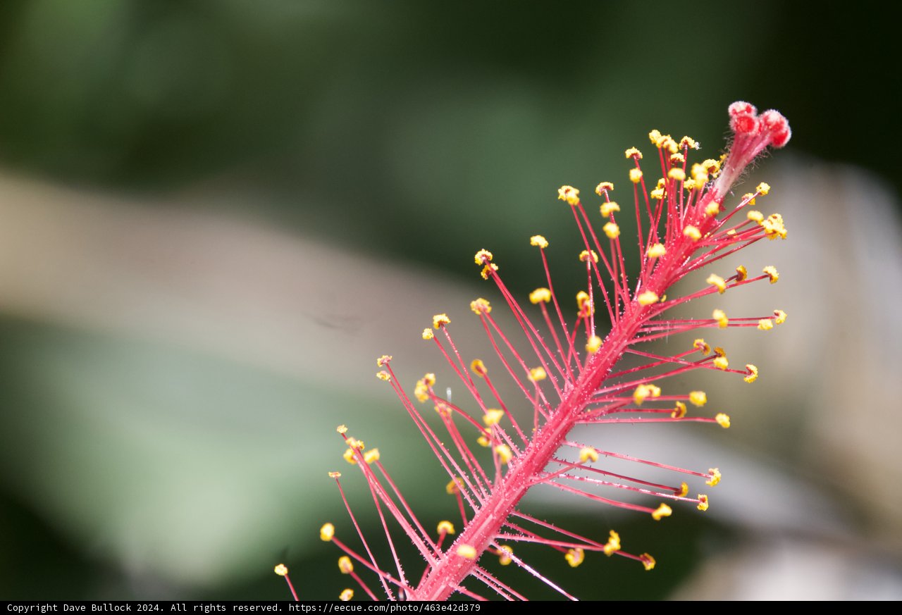 Radiant Details of Nature