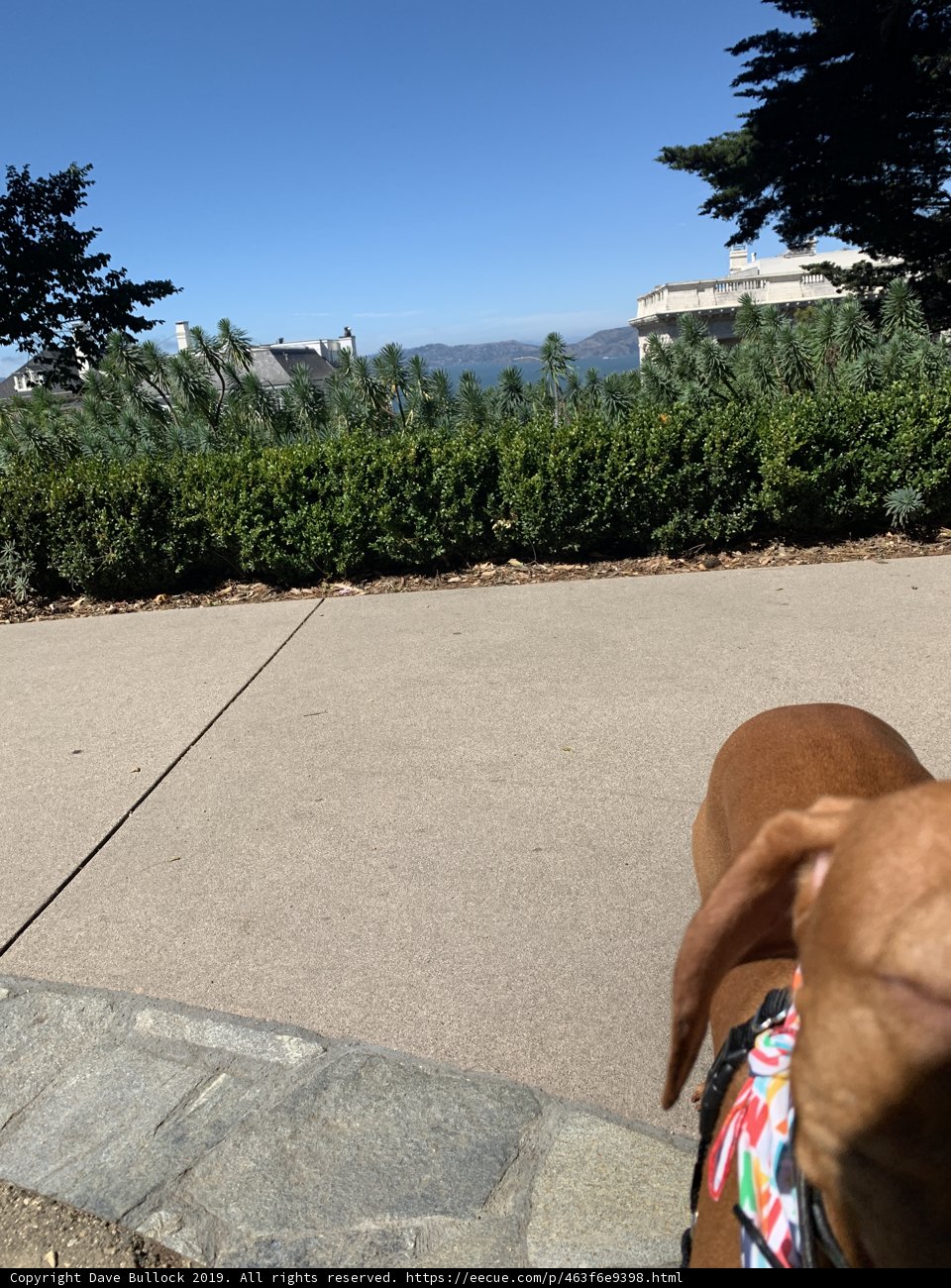 Colorful Walkies in Lafayette Park