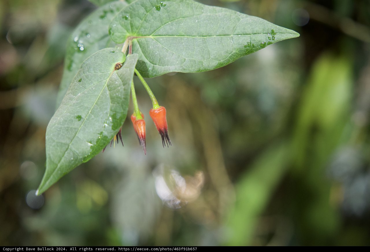 The Dew-Kissed Blossom of Acanthaceae
