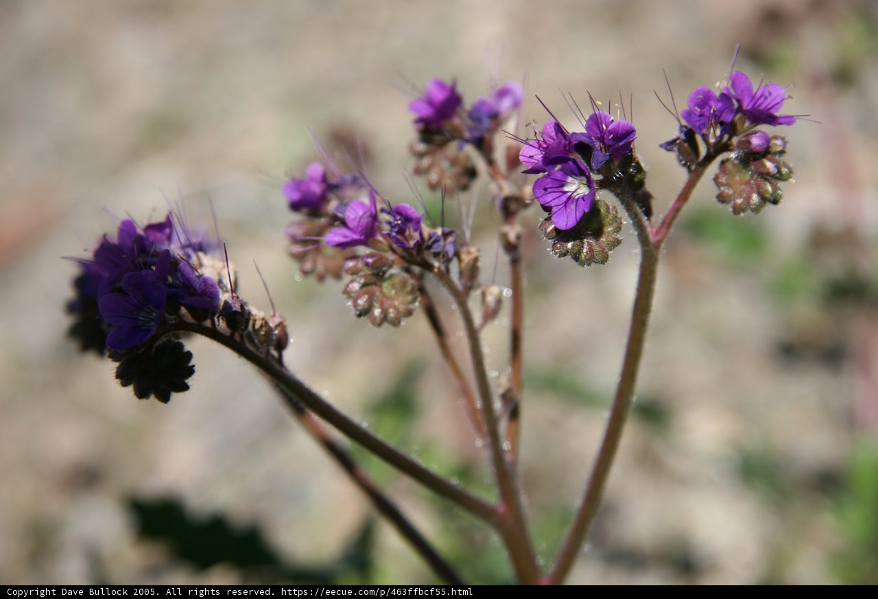 Purple Geraniums in the Field
