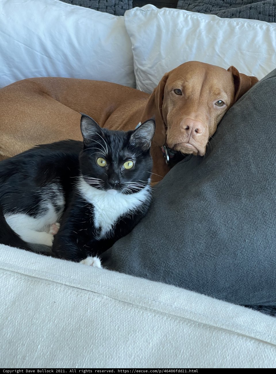 Manx Cat and Labrador Retriever Lounge on Bed