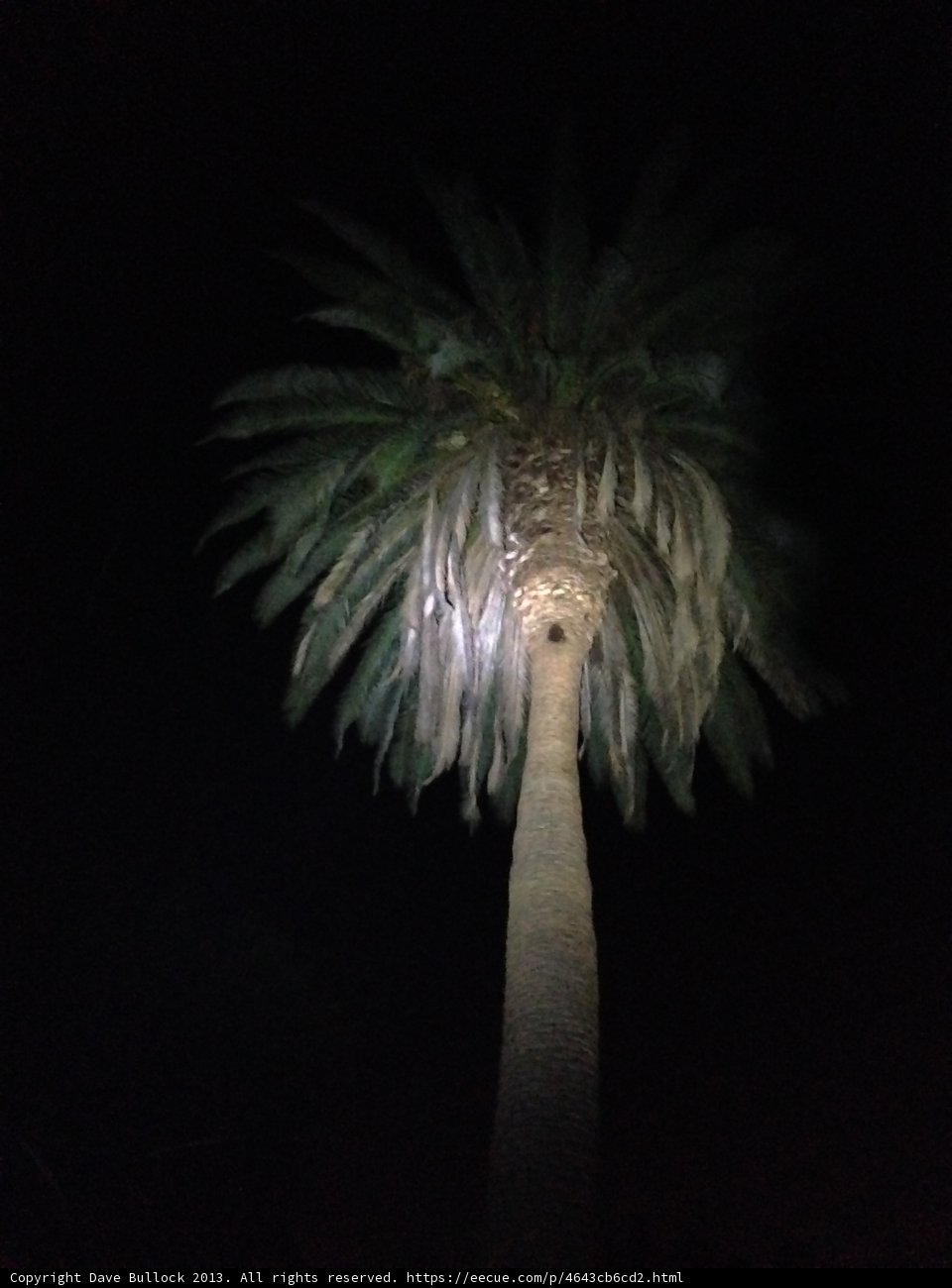 Illuminated Palm Tree in Altadena, California