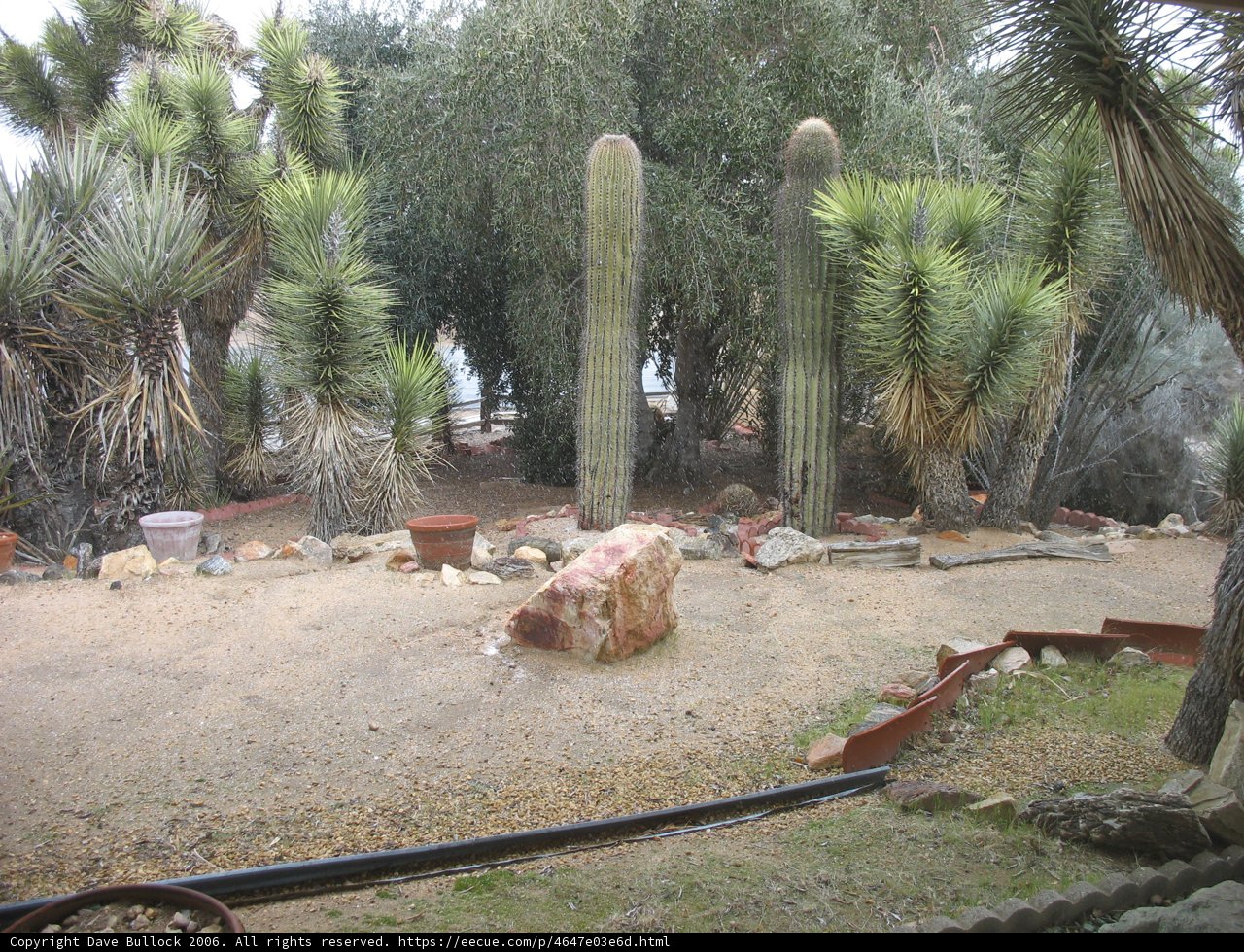 Desert Beauty