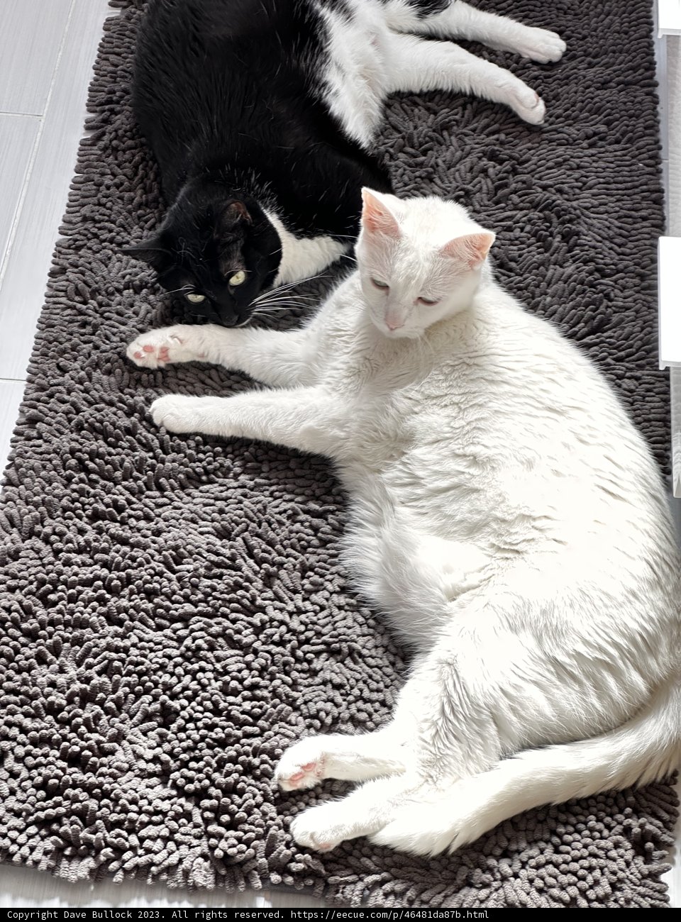 Feline Relaxation on a Cozy Home Rug