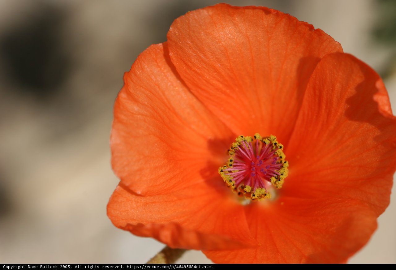 Vibrant Orange Geranium Flower