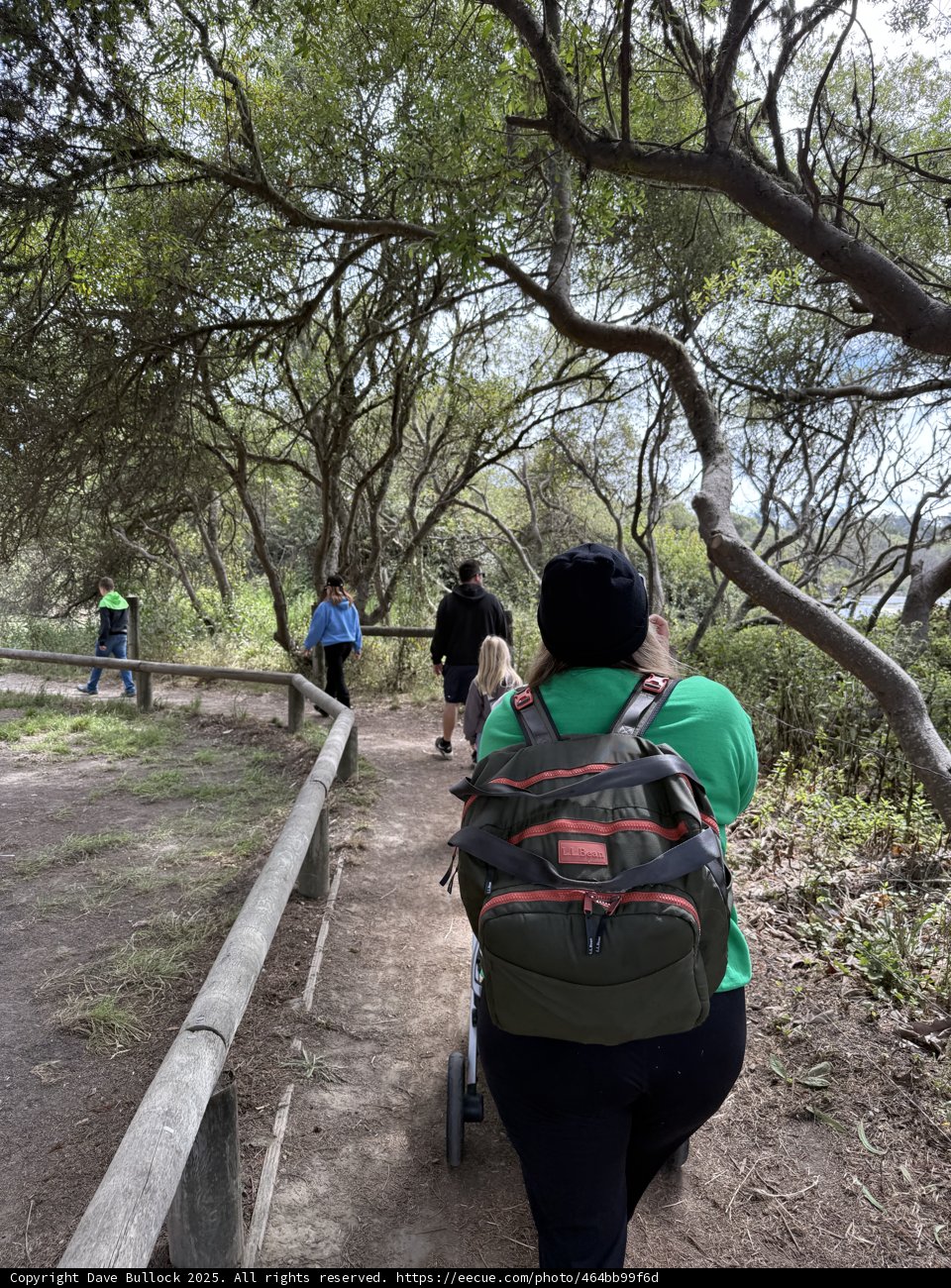 Journey Through the Woods