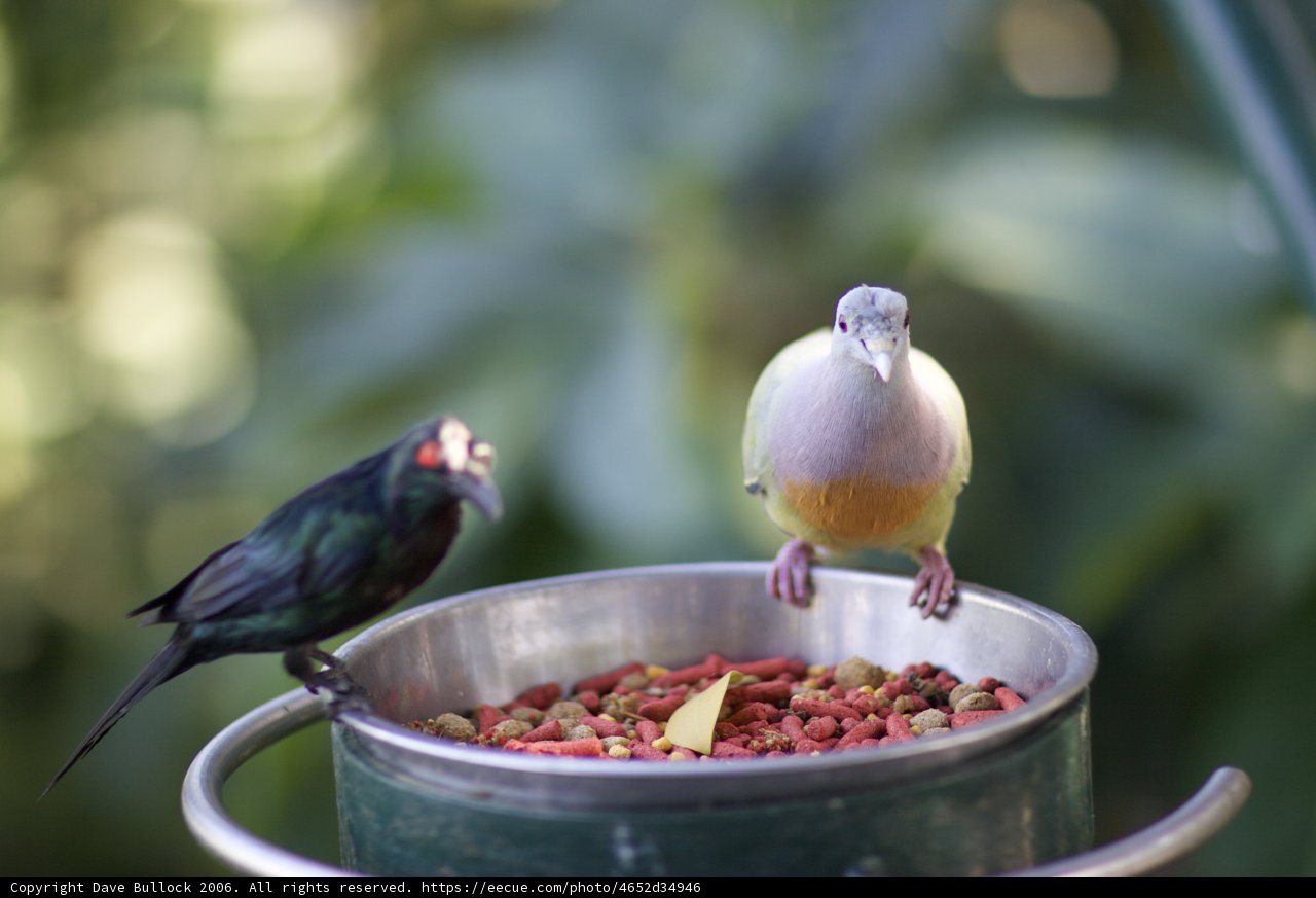 Bowl Buddies