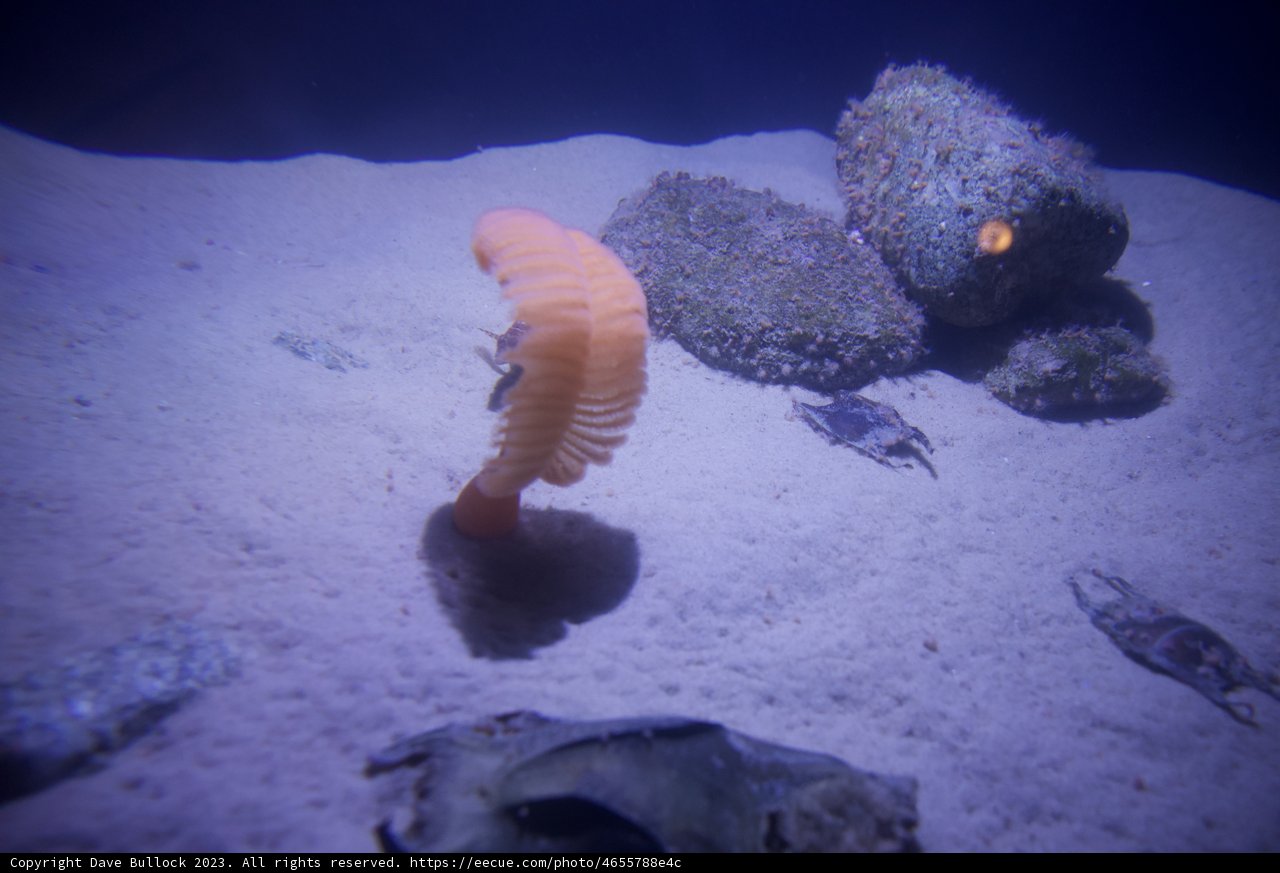 Enchanting Tenant of Monterey Bay - October 2023