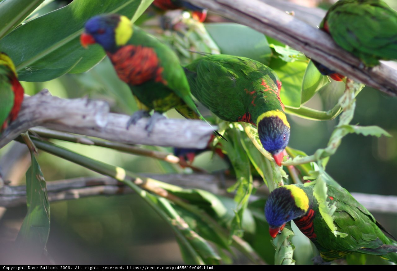 Colorful Avian Buffet