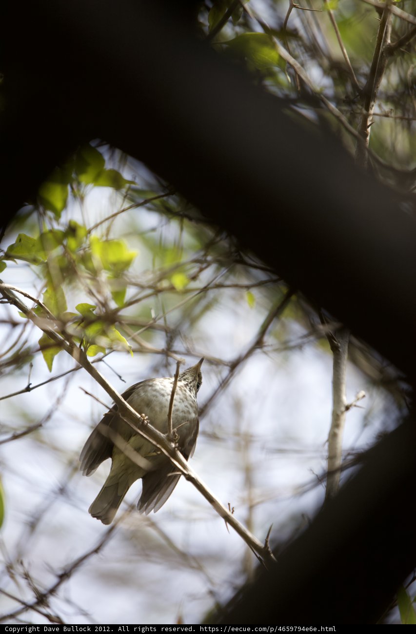 Feathered Follower