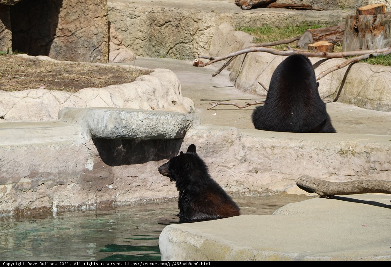 Bear Buddies on the Rocks