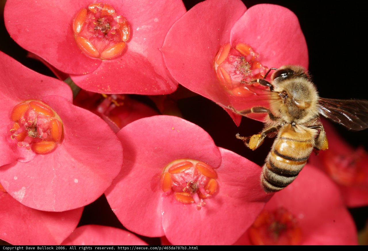 Busy Bee on Pink Geranium