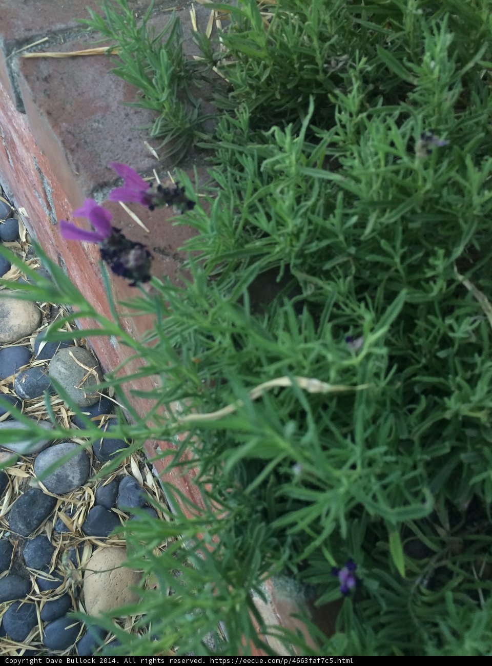 Purple Herb Garden