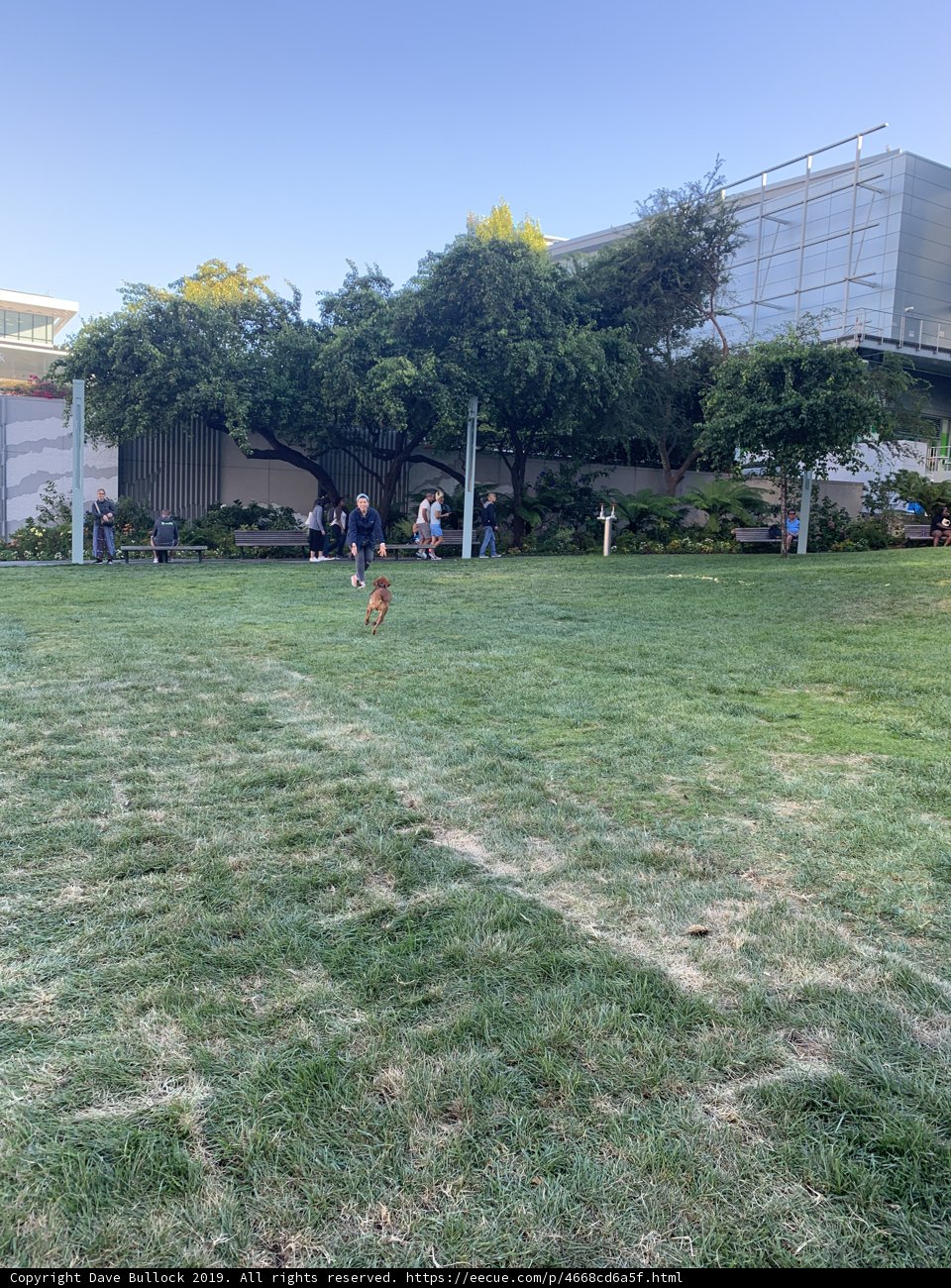 Frisbee Fun in the California Sun