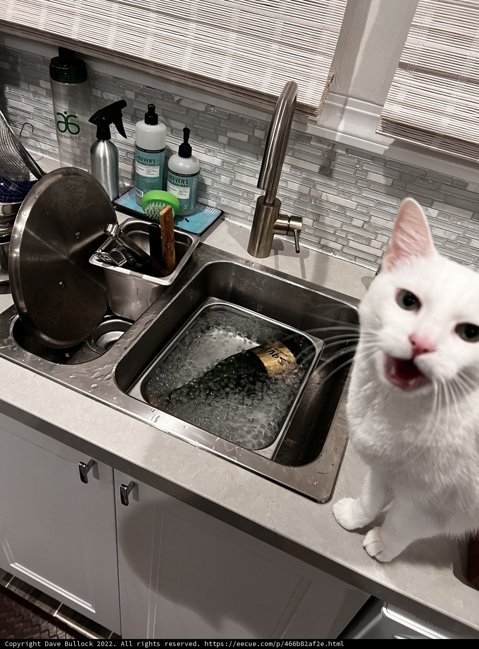 Purrfectly Cozy Kitchen Companion