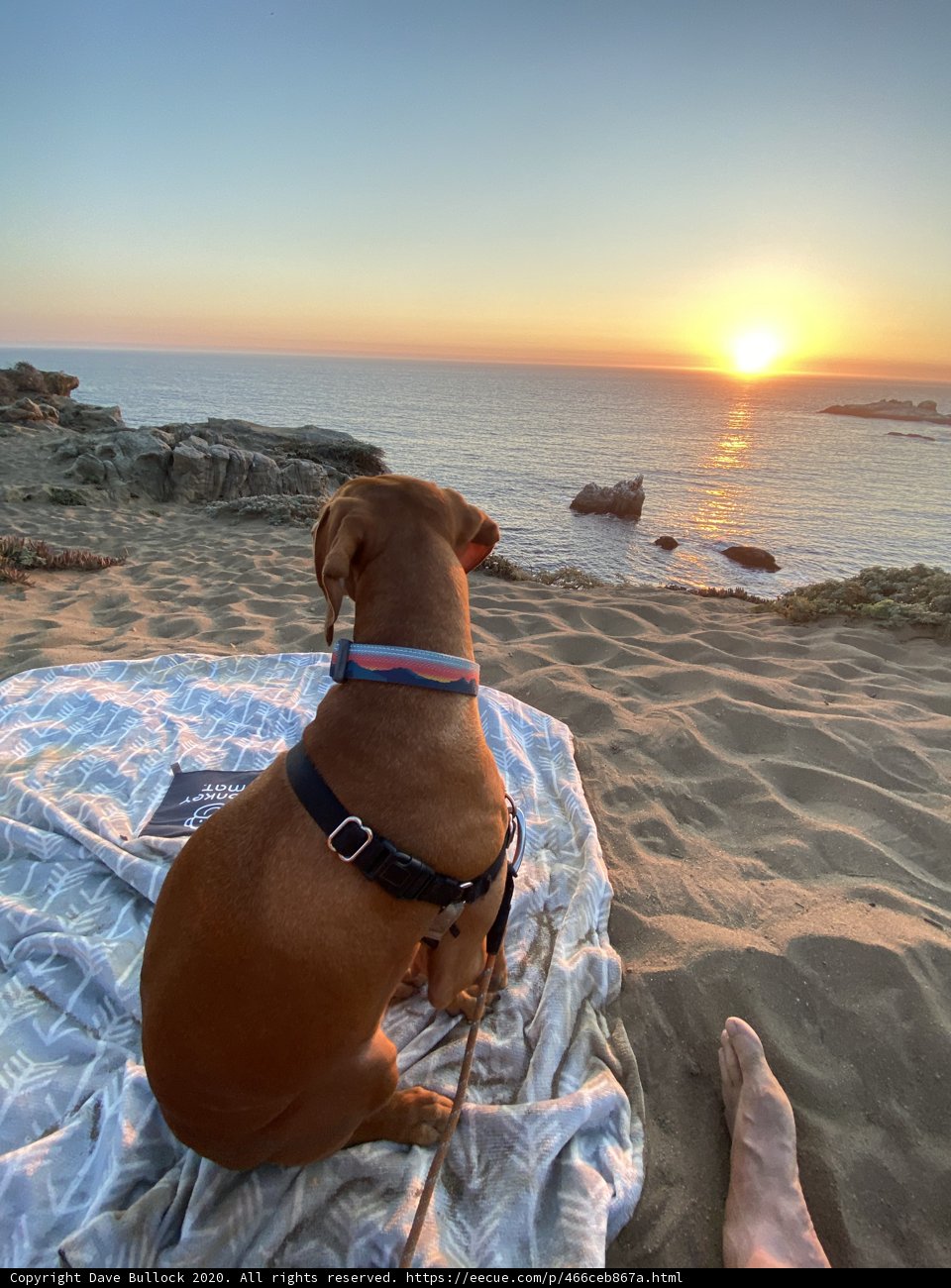 Sunset Serenity with Furry Companion