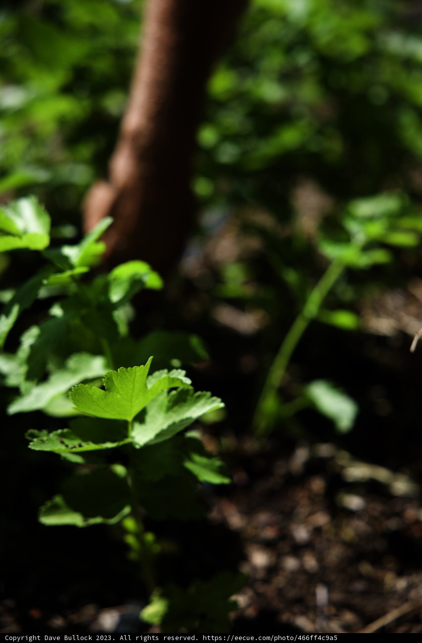 A Green Encounter in Regenerative Gardening
