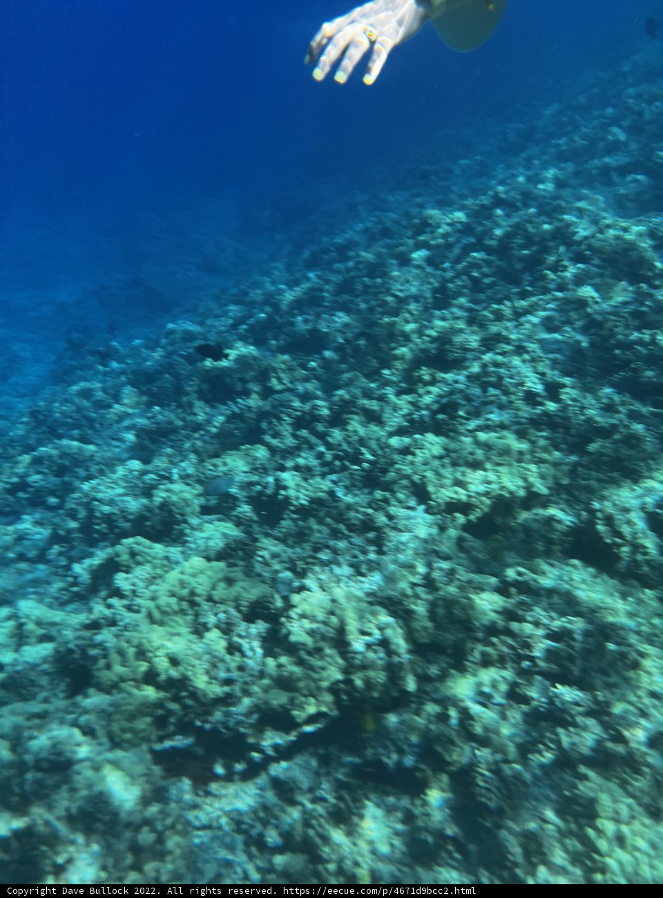 Coral Reef Swim