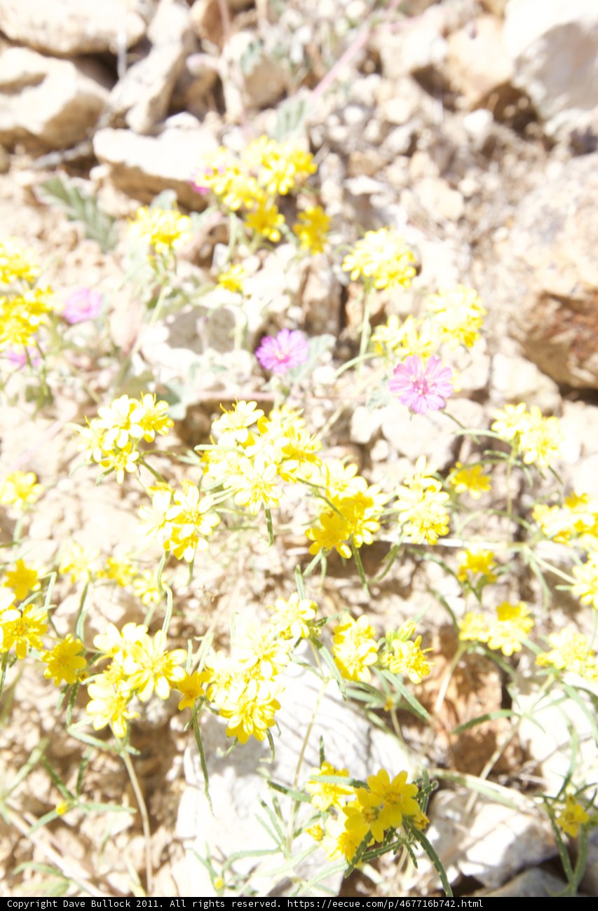 Lone Yellow Daisy