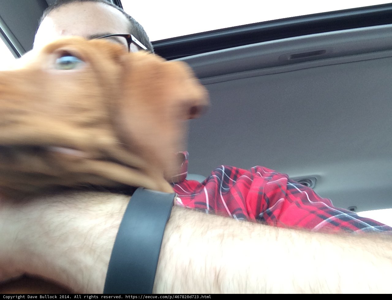 Man and Puppy Accessories