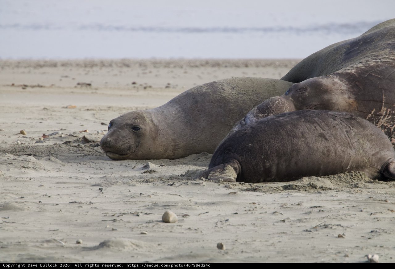 Elephant Seals Resting on Drakes Beach Shore