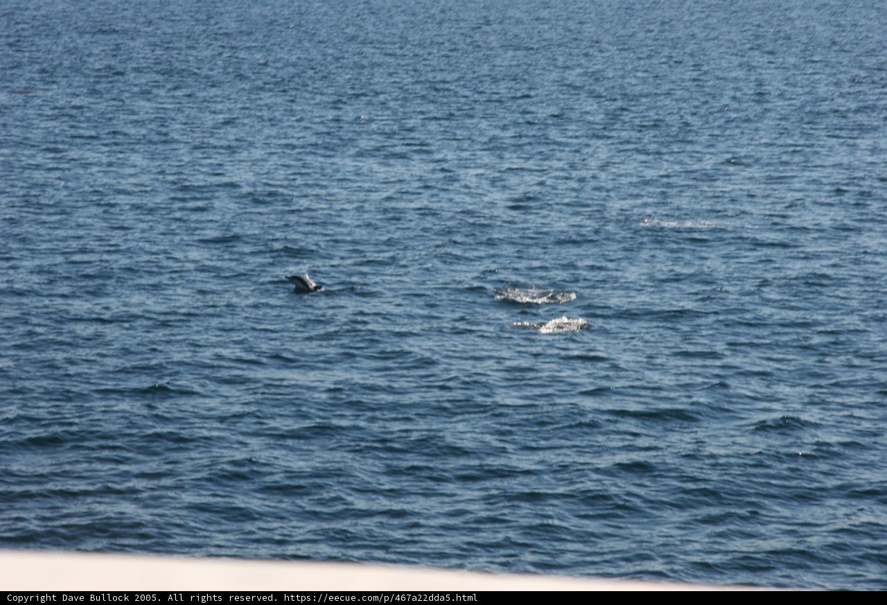 Playful Dolphin and Seal Swimming in the Ocean