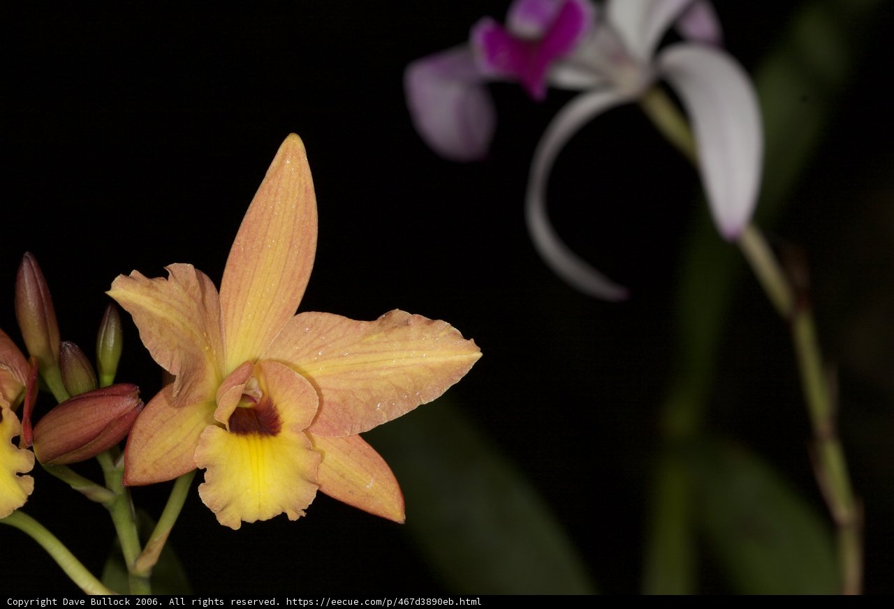 Vibrant Blooms