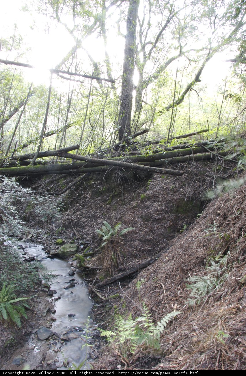 Serene Stream amidst the Forest