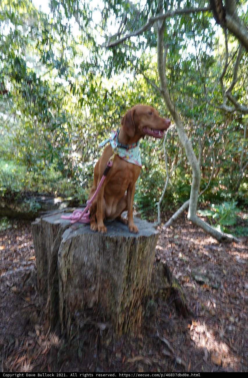 Serenity in the Woods