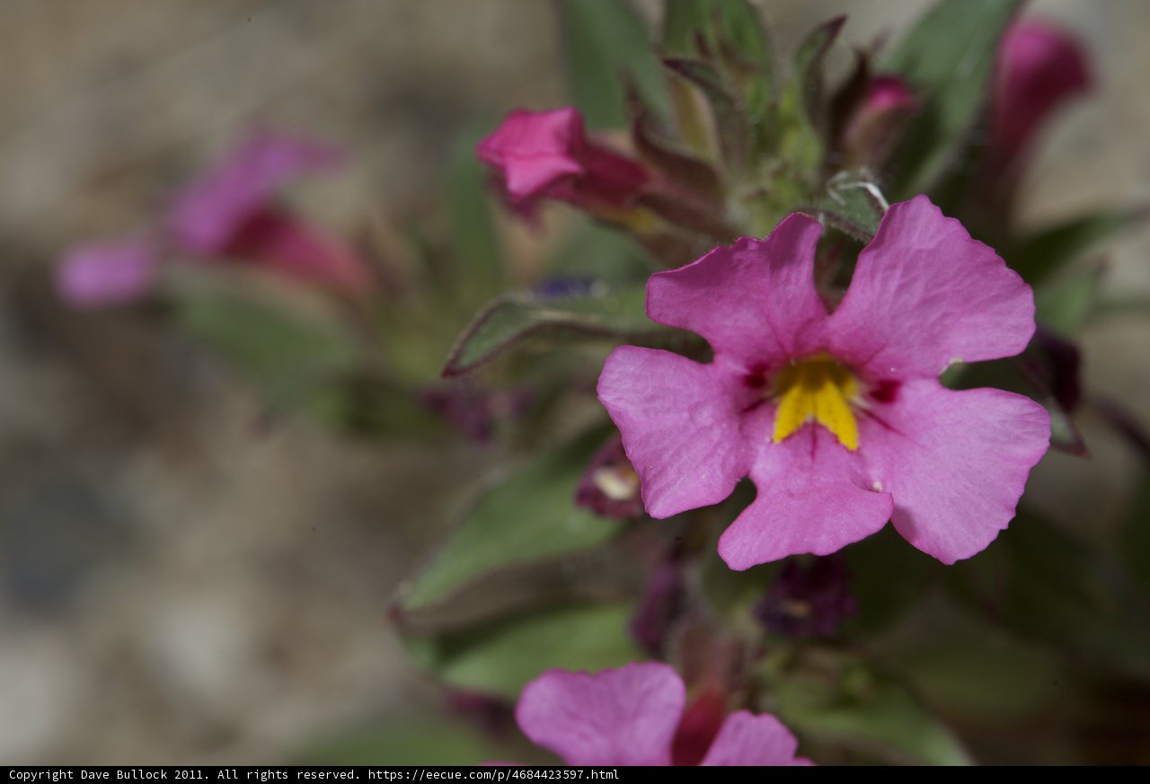Pink Geranium Blossom in a Field