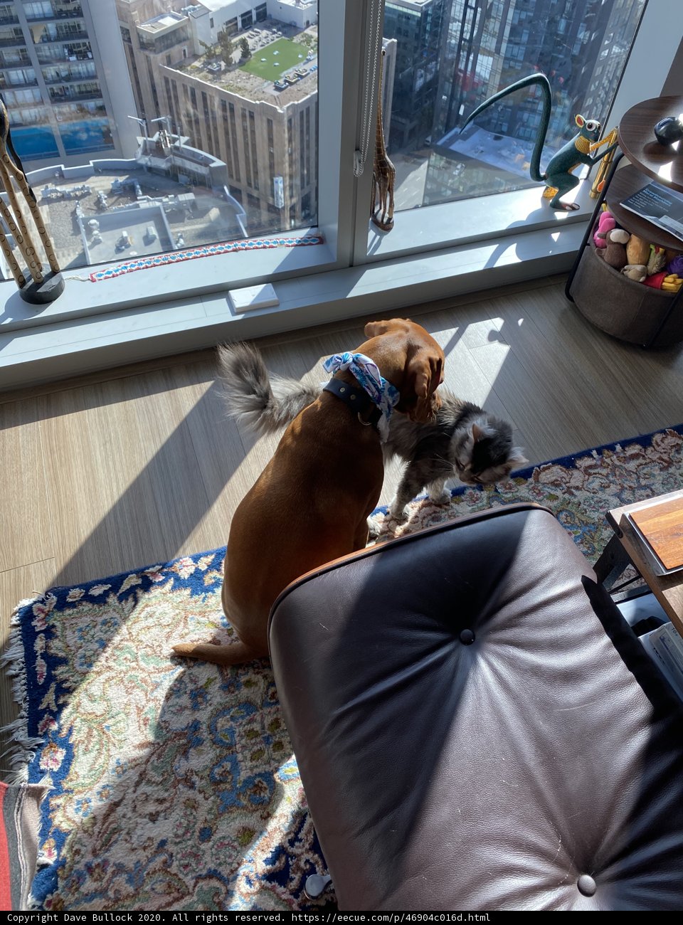 Furry Friends by the Window