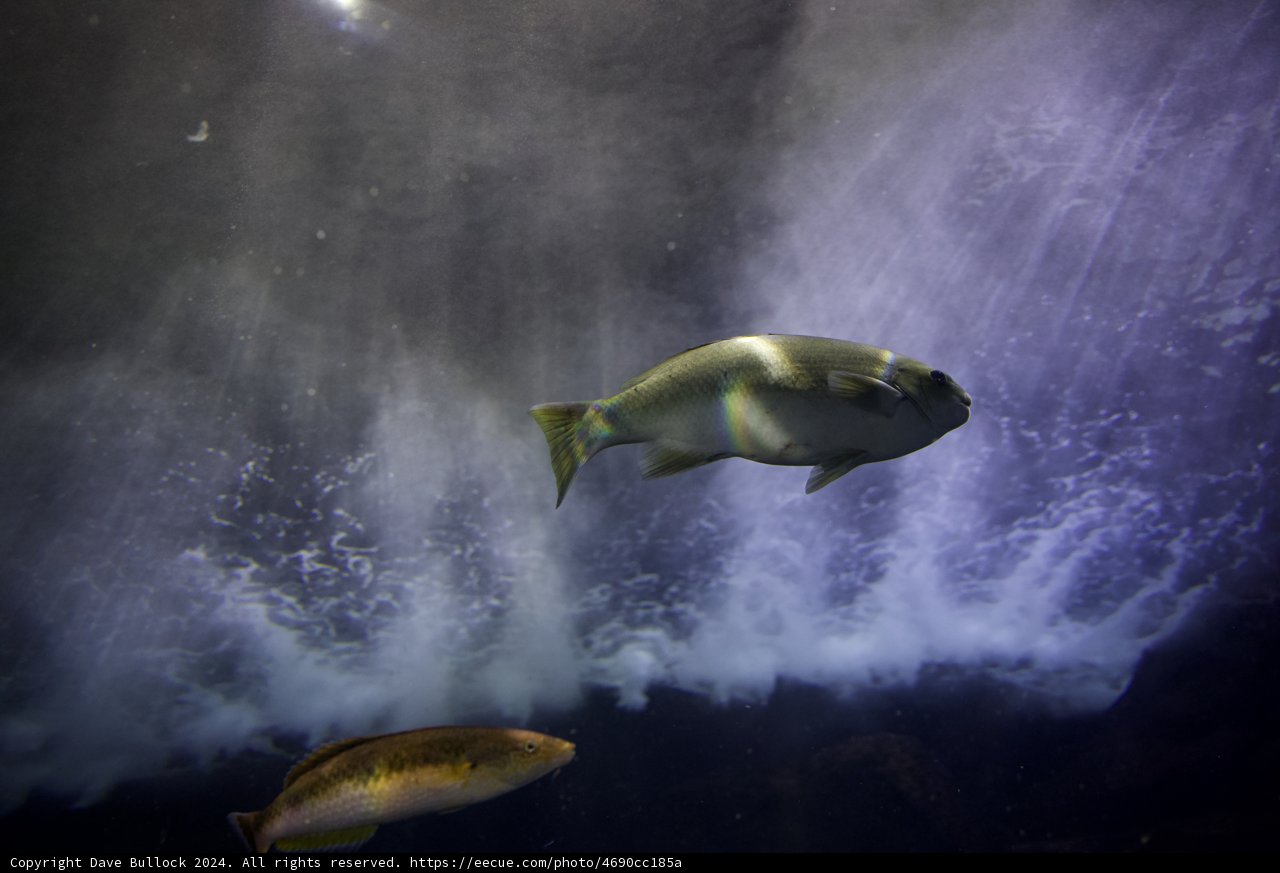 Wave Dance of the Angelfish