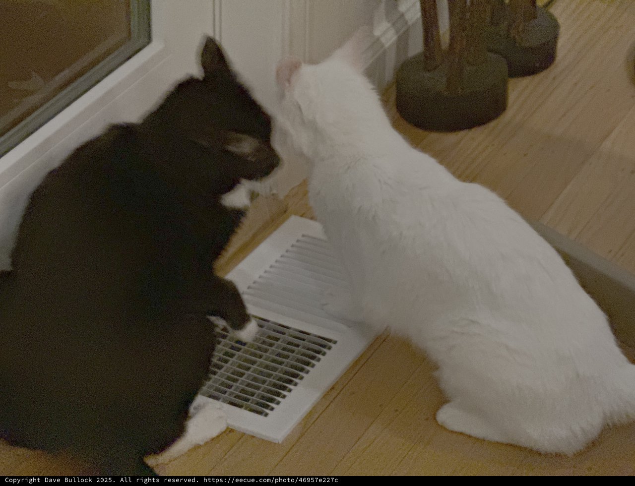 Two Cats Sharing Floor Heating Vent