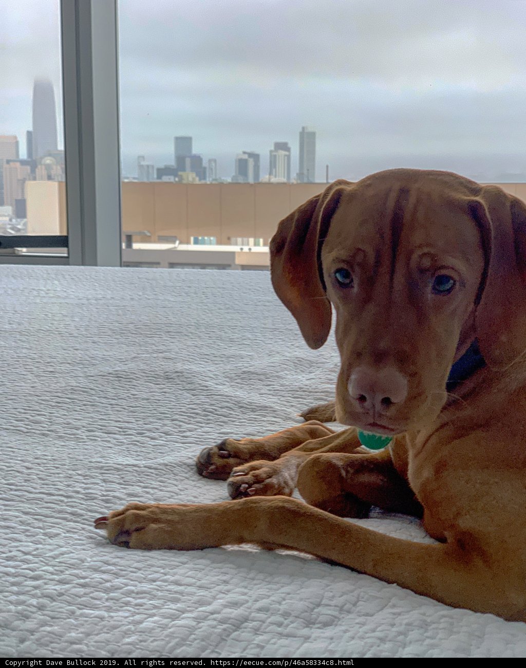 Pup with a View