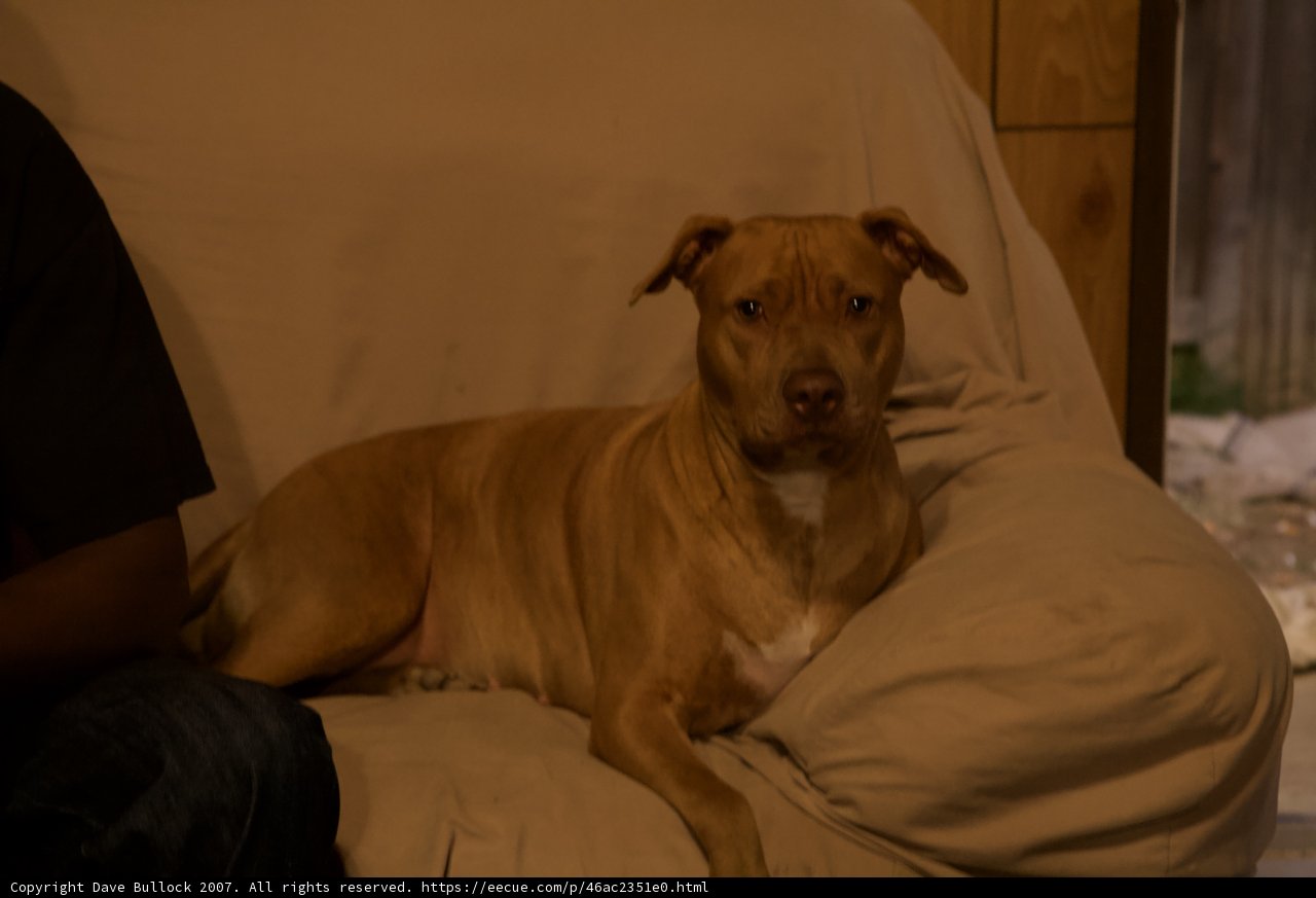 Comfy Canine on Couch
