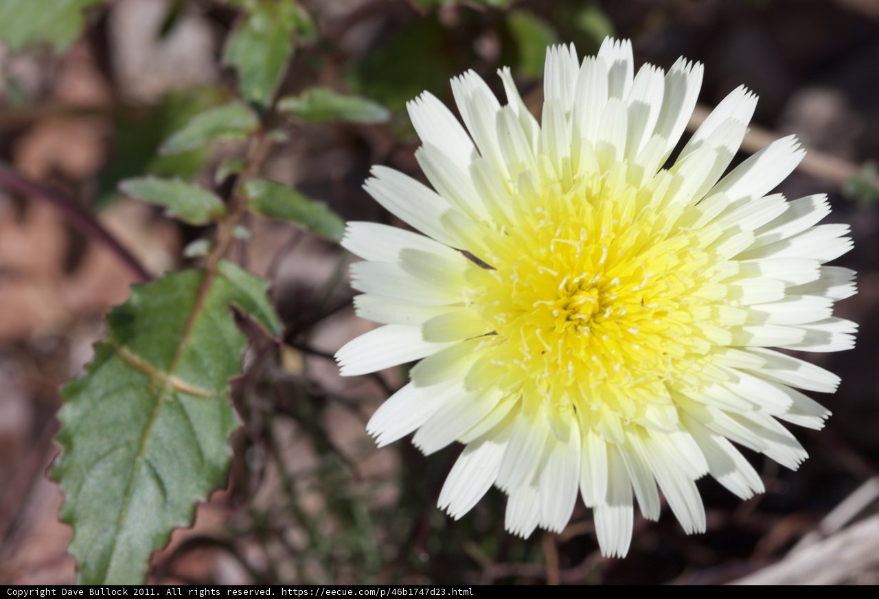 Vibrant Daisy