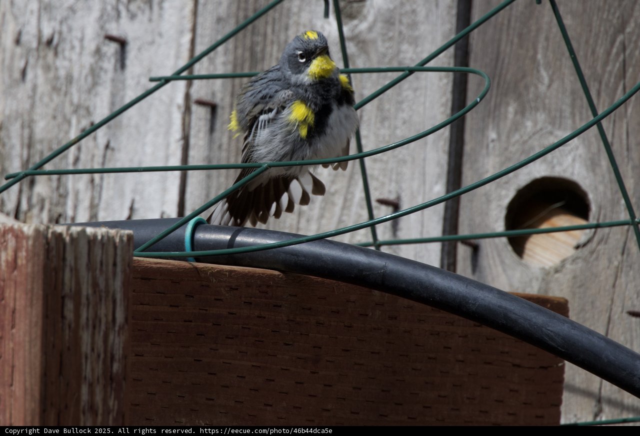 Feathered Visitor in the Yard