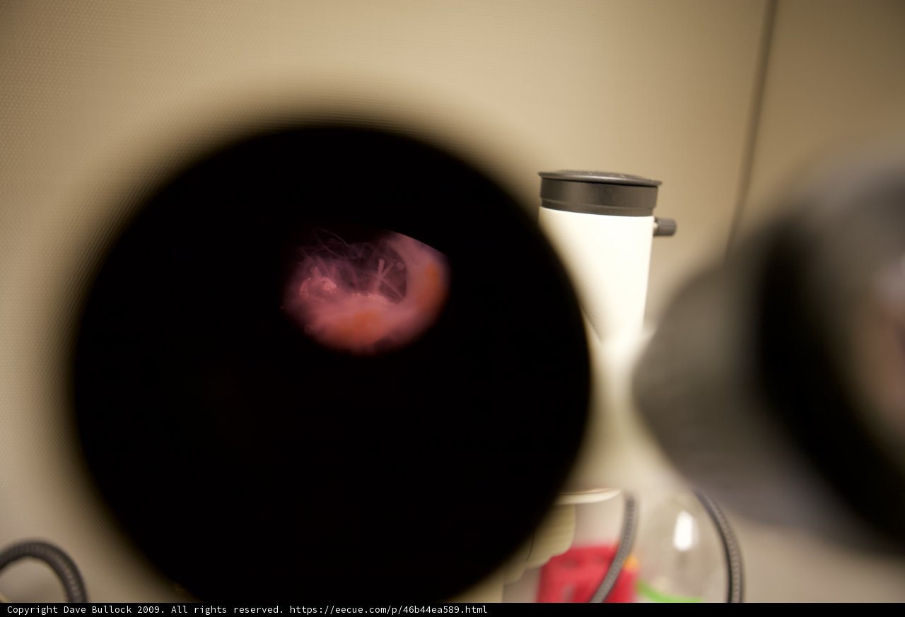 A microscopic view of a mysterious sphere
