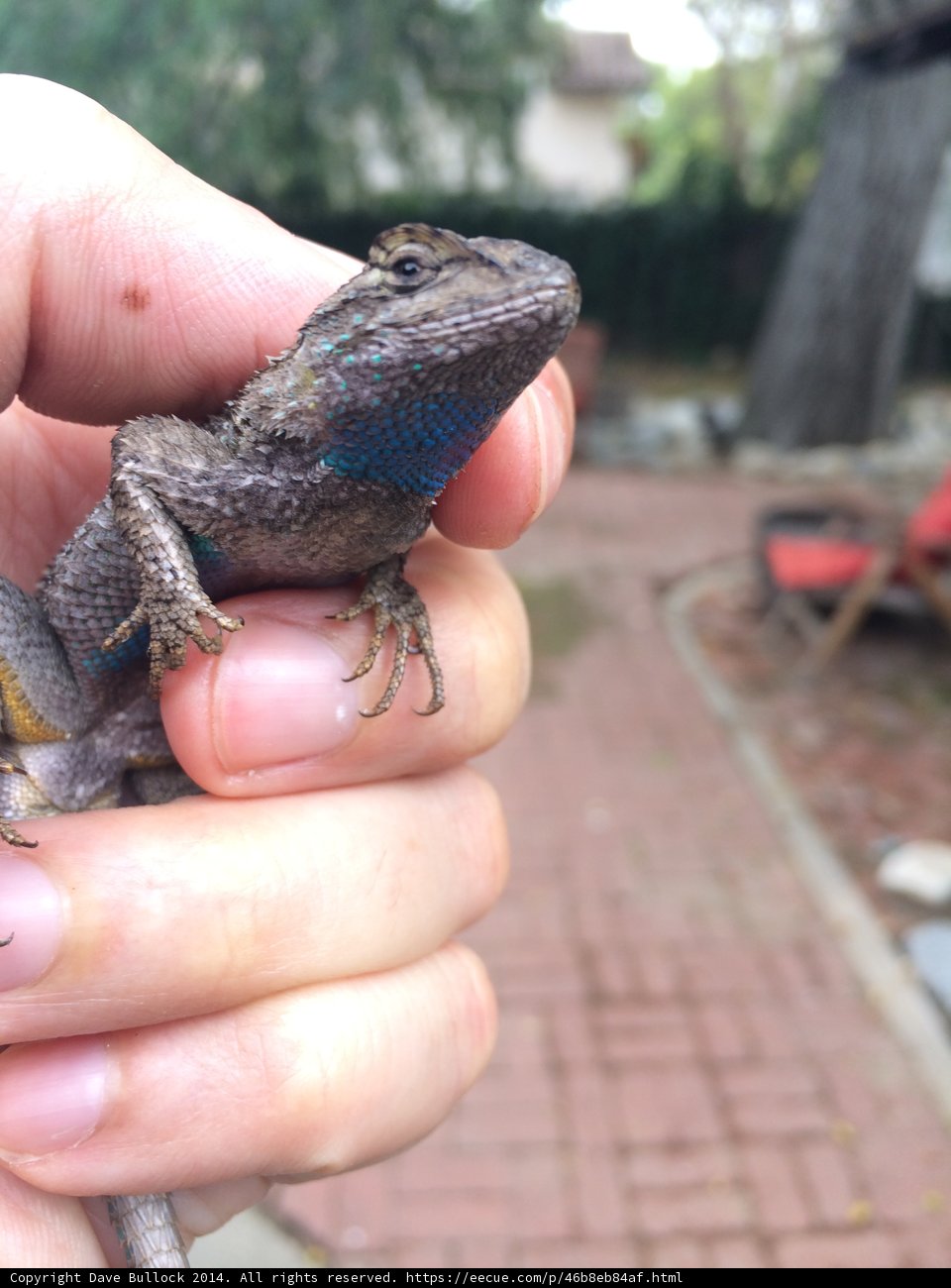 Striped Lizard on a Hand