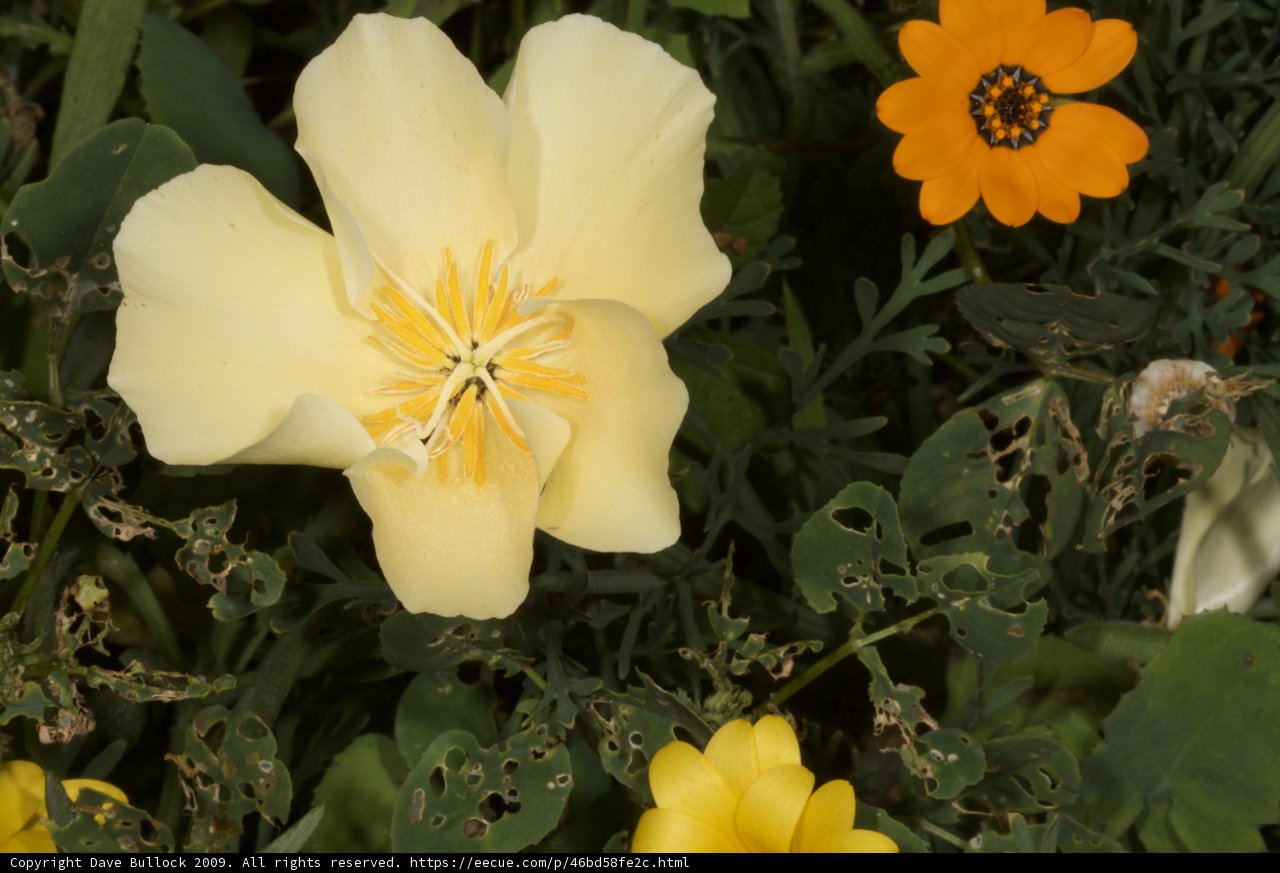 Bright and Beautiful Yellow Flower