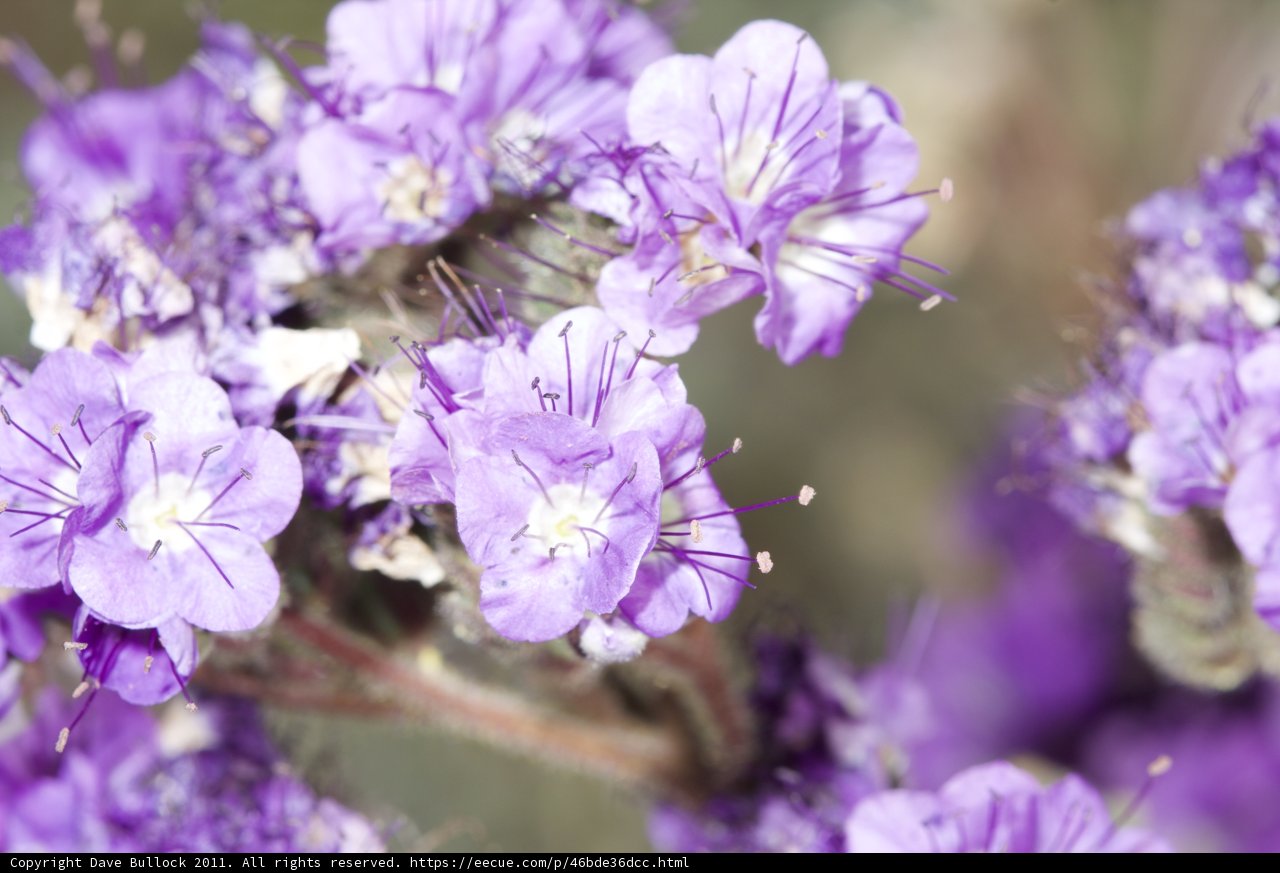 Geranium Purple Flowers