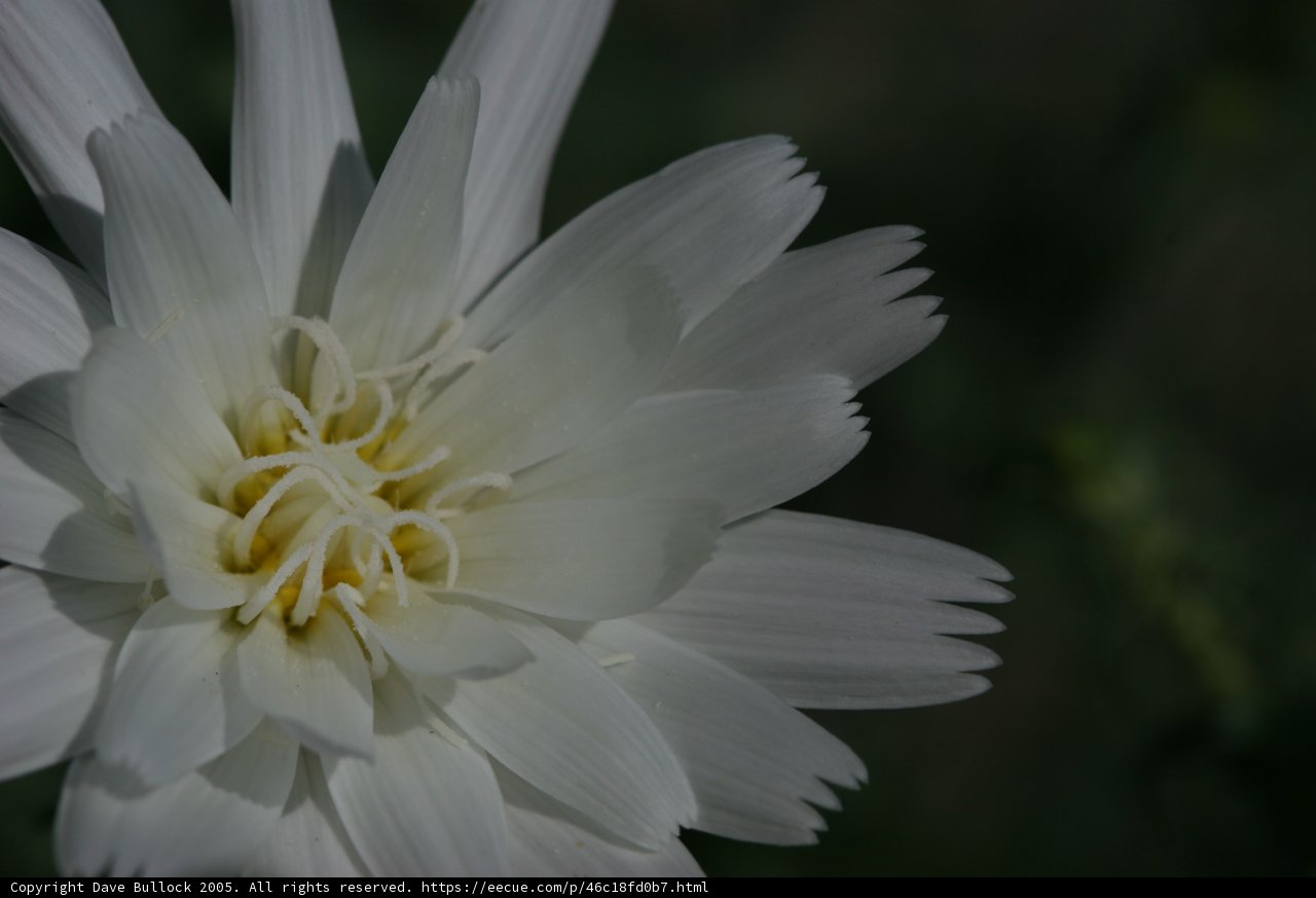 Blooming Daisy in Springtime