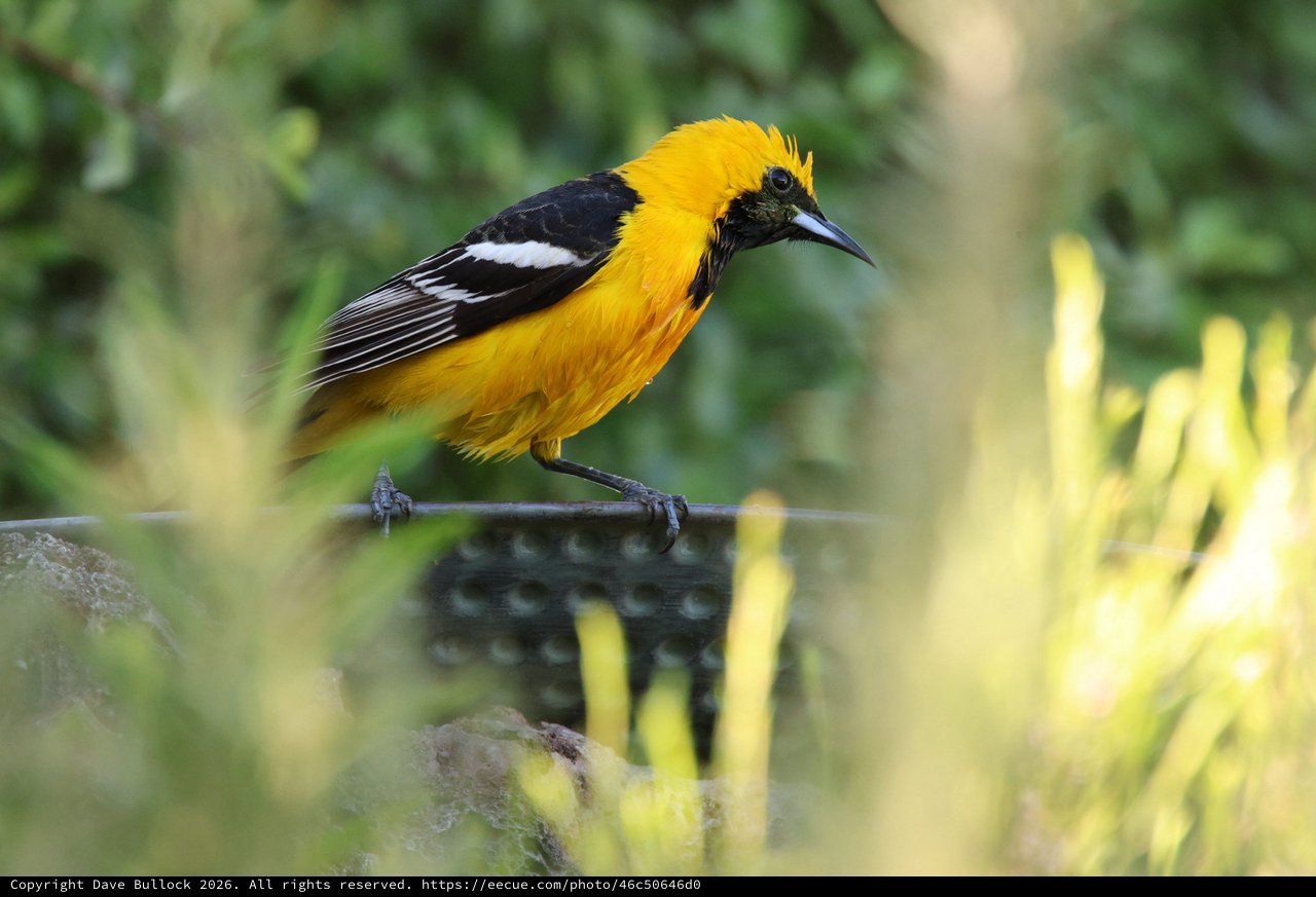 Hooded Oriole Perched on Wire in Garden Setting