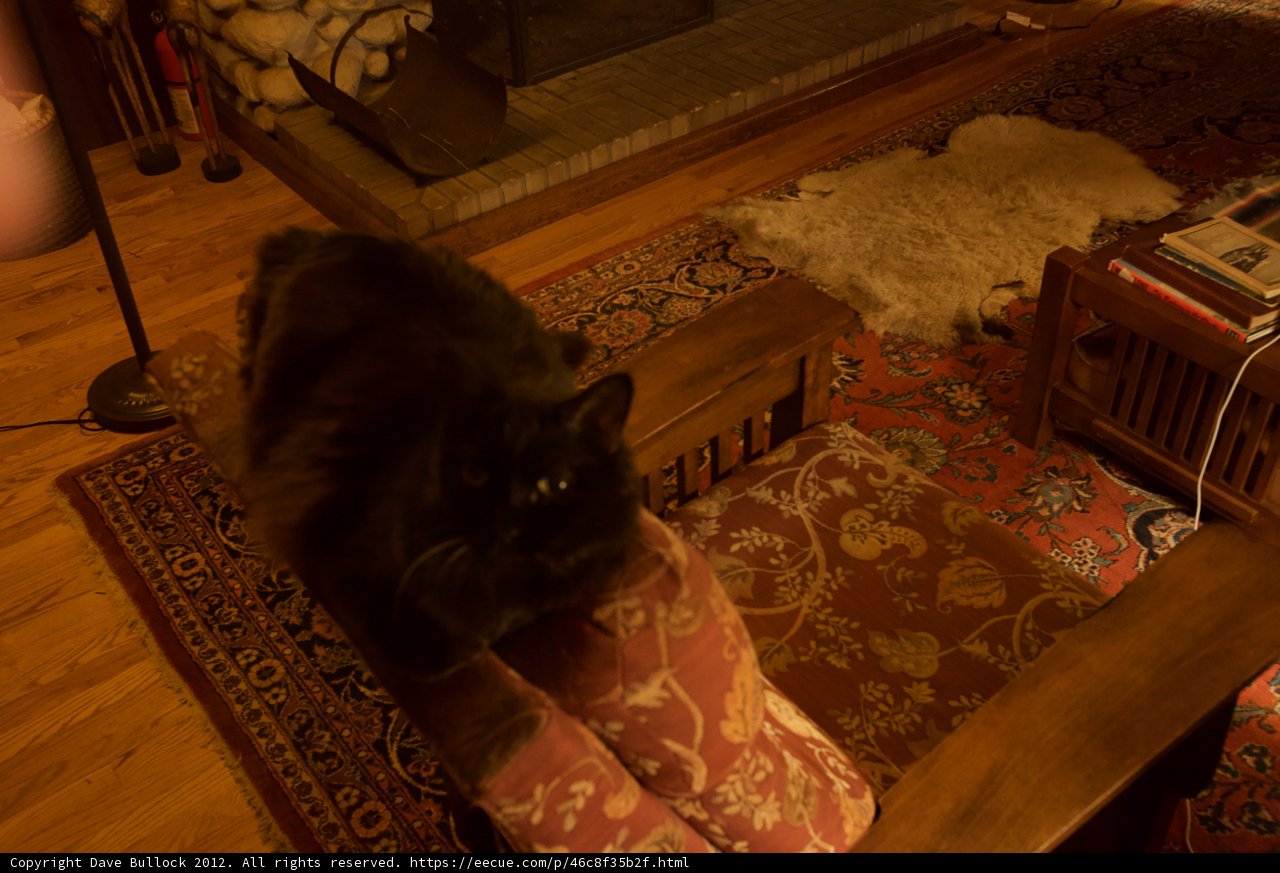 The Regal Chaircat