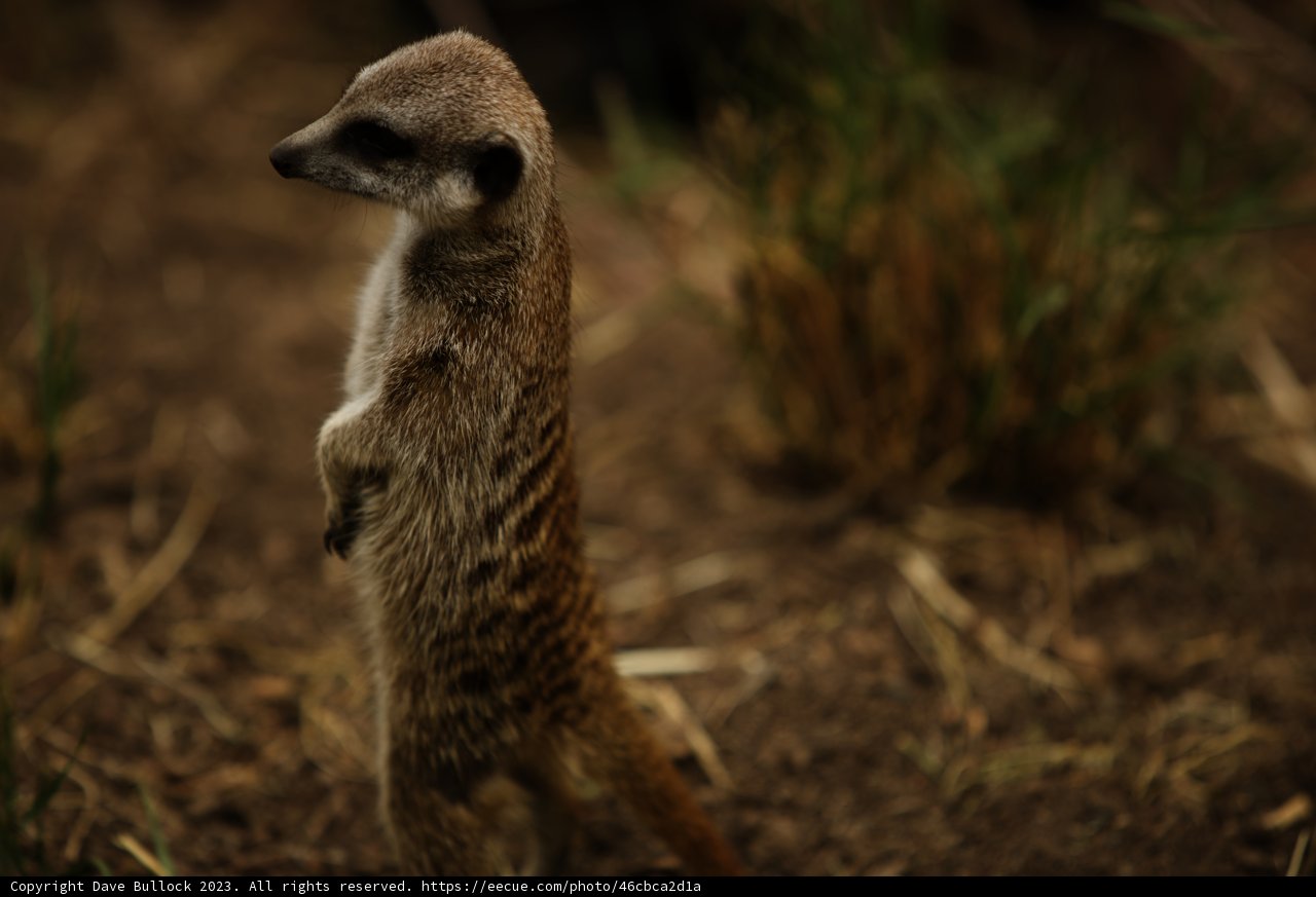 Meerkat Minder at Oakland Zoo