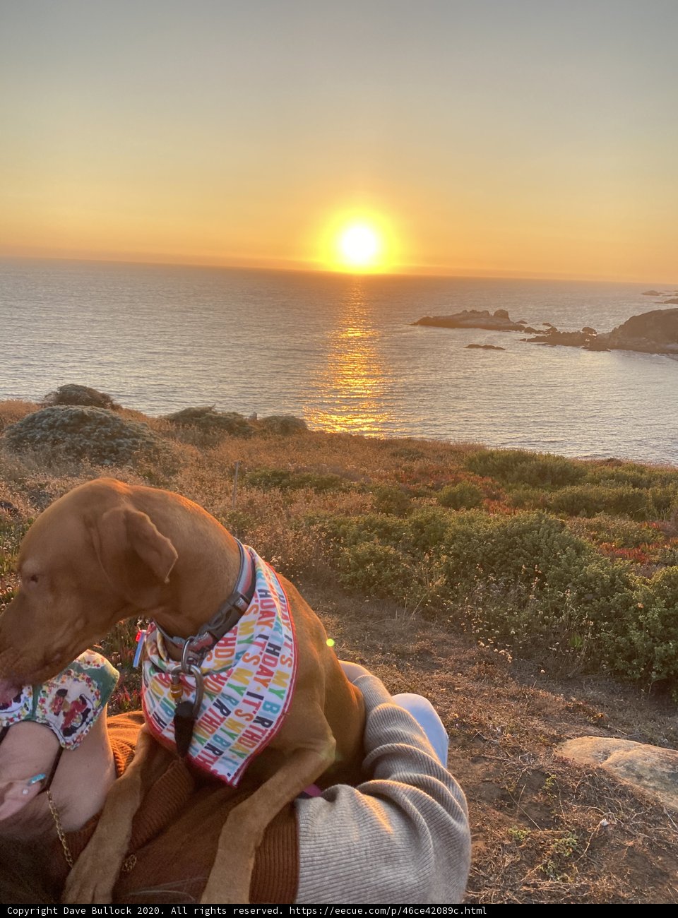 Sunset Bliss with My Furry Bestie