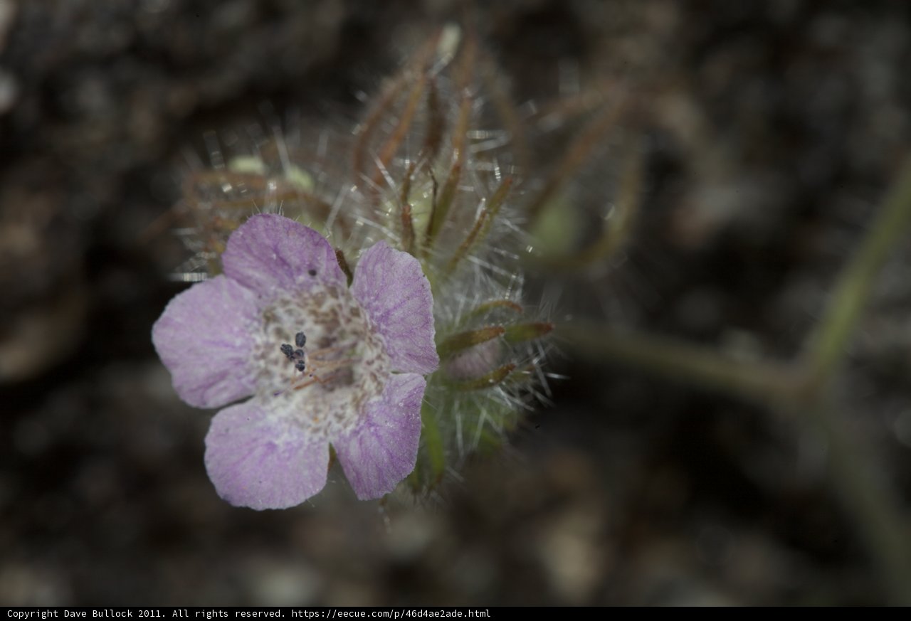 Purple Geranium Spring Blossom