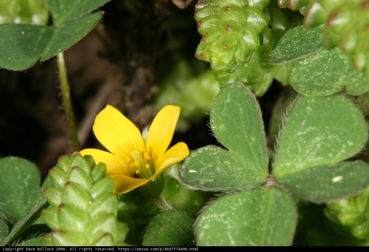 A Small Yellow Flower Amidst Lush Green Foliage